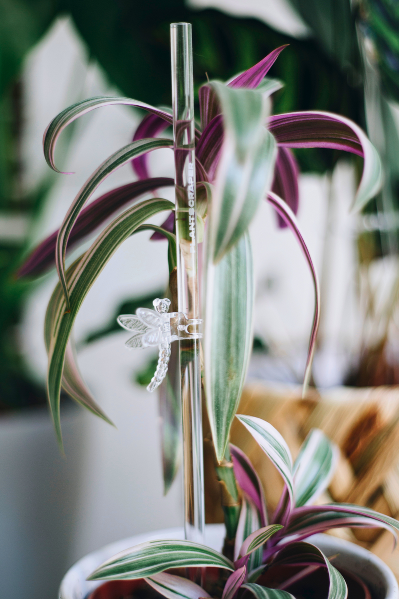PlantScraper.com - Indoor Plant Supplies ┃Europe