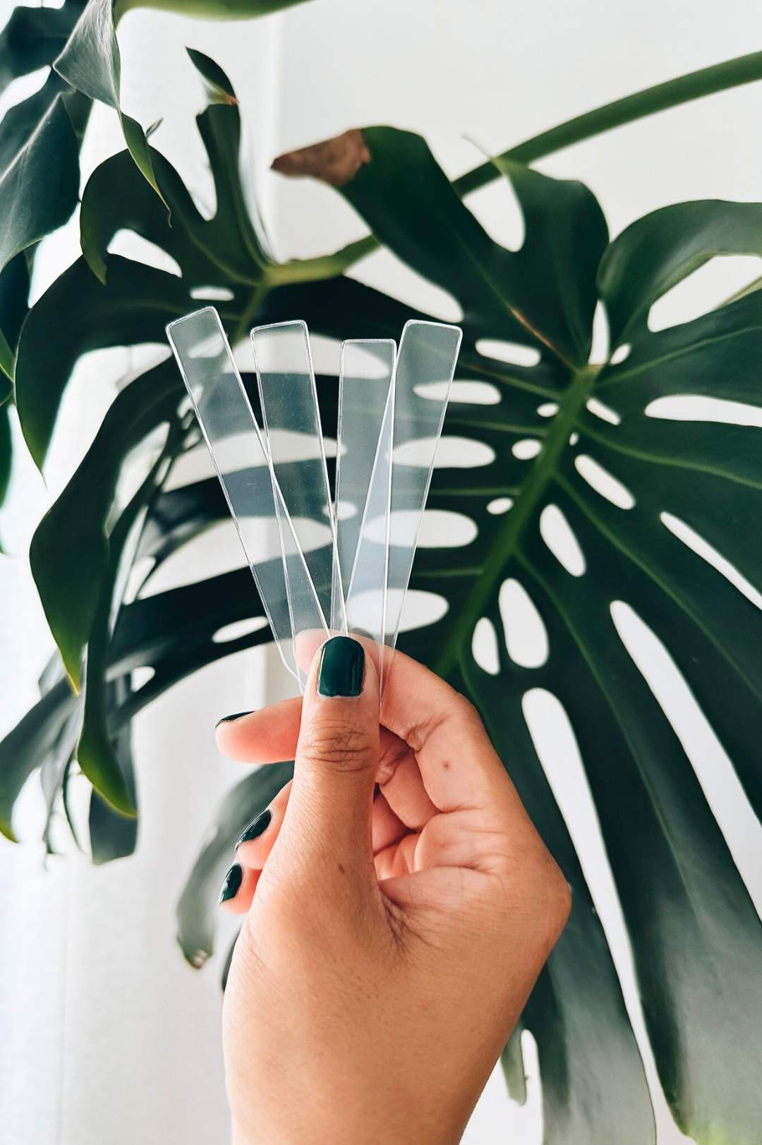 PlantScraper.com - Indoor Plant Supplies ┃Europe