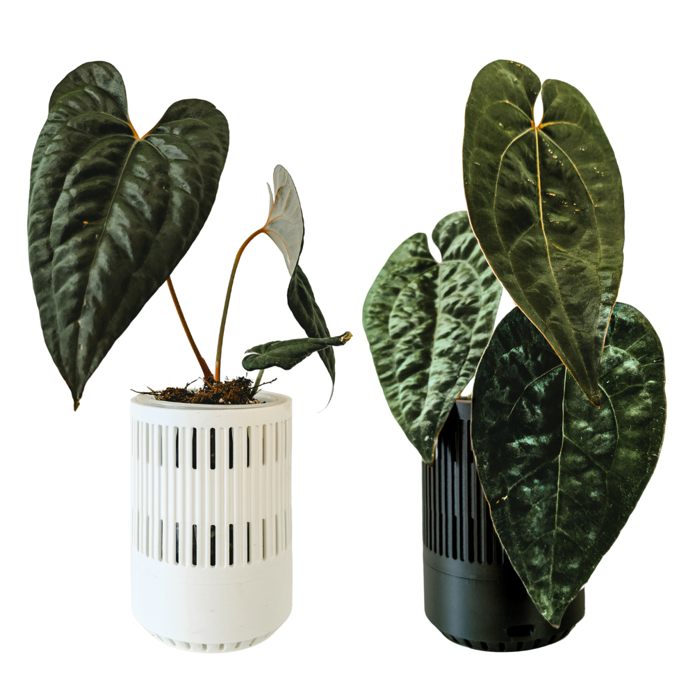 Ventilated Covers for Aroid Pots