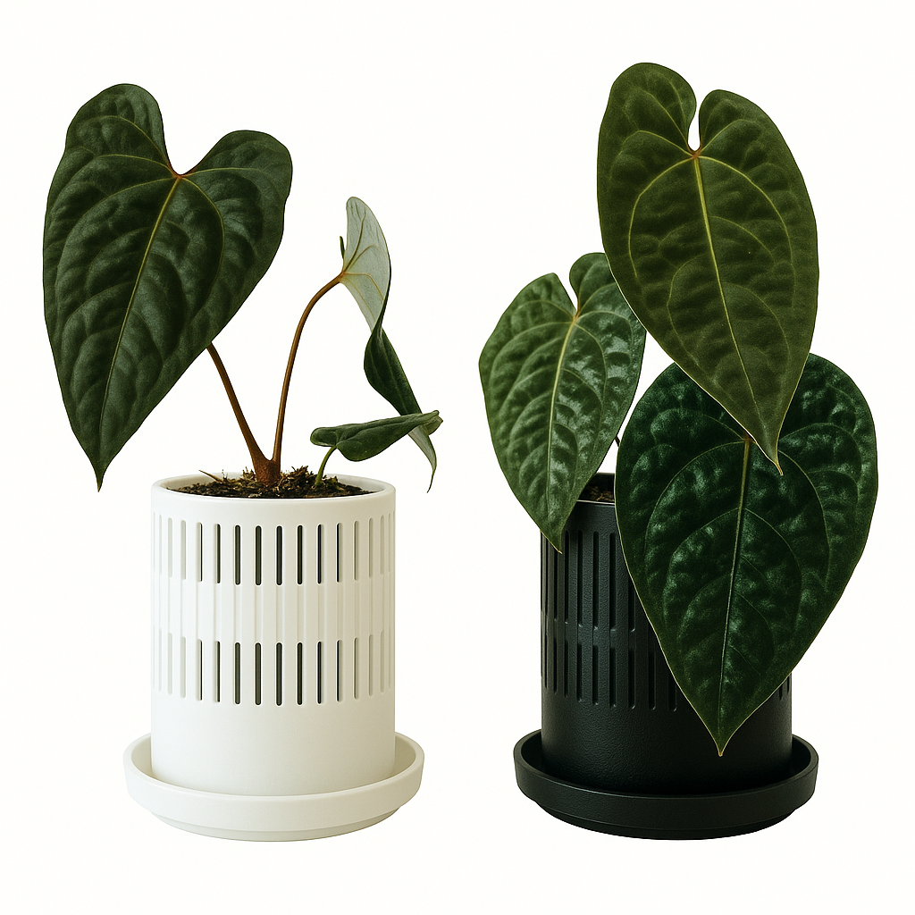 Ventilated Covers for Aroid Pots