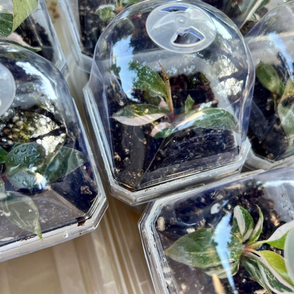 soft pots for plants Soft Nursery Propagation Pots – Clear, Flexible Seedling Containers