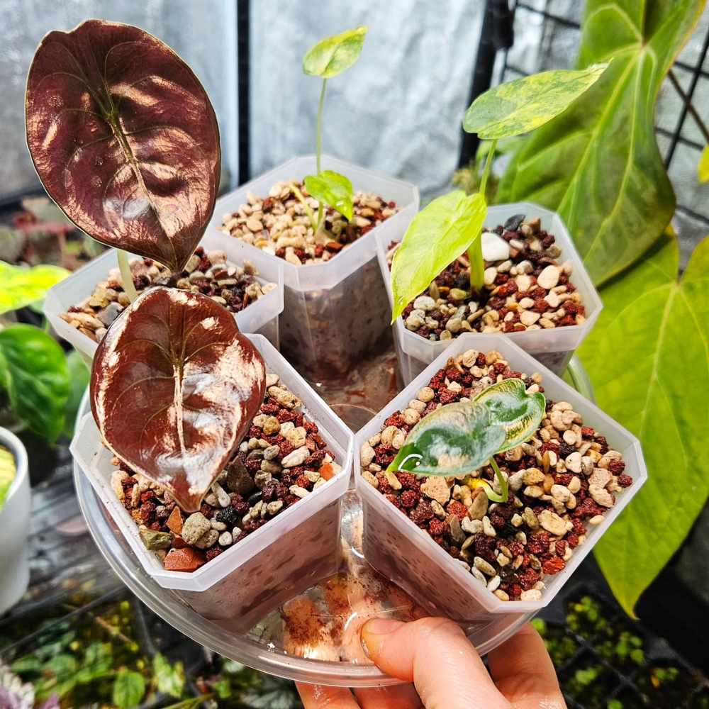 soft plant pots Soft Nursery Propagation Pots – Clear, Flexible Seedling Containers